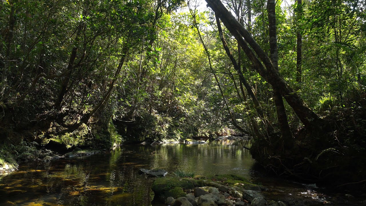 Beautiful Forest Sounds, Birds Chirping, Peaceful Stream, ASMR