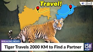 Tiger Travels 2000 KM to Find a Partner