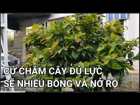 🔴QBS22255 - CHĂM CÂY MAI ĐỦ LỰC CÂY SẼ NỞ HOA RỘ CUỐI NĂM | CHĂM SÓC MAI VÀNG MIỀN BẮC THÁNG 8 ÂM