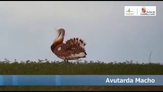 Macho de avutarda en La Nava (Palencia)
