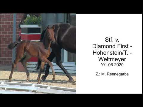Stutfohlen 2020 Diamond First x Hohenstein x Weltmeyer
