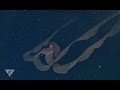 Ghostly Critters From The Deep Sea Stygiomedusa Gigantea