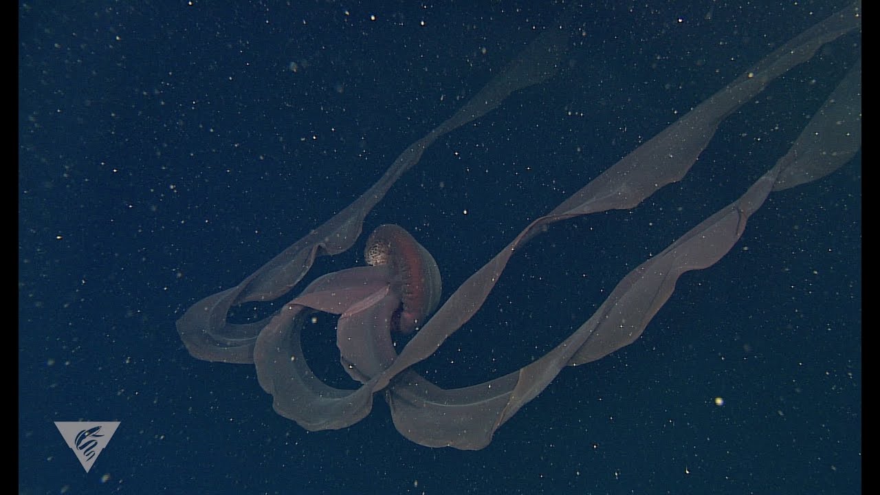 Ghostly critters from the deep sea: Stygiomedusa gigantea