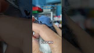 Download lagu Cara membedakan kehicap ranting jantan & betina #kehicap #hobiburung #kicaumania #wijayakicau mp3 Download lagu Cara membedakan kehicap ranting jantan & betina #kehicap #hobiburung #kicaumania #wijayakicau mp3