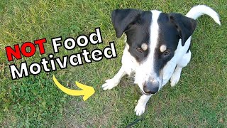 Managing Louie’s Threshold to Keep Him Food Motivated
