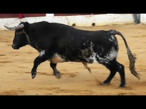 Olmedo Primer Encierro Toros Bravos 2023