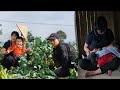 Single Mom Harvesting Cauliflower To Sell At The Market Reminiscing About Happy Times With Her Dad