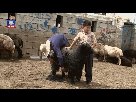 بەڤیدیۆ.. لە چەمچەماڵ وەرزی بڕینەوەی مەڕ و ماڵاتە