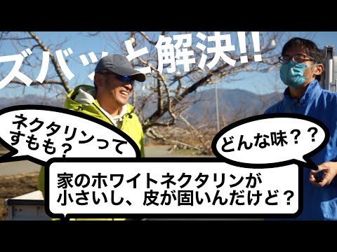 サンバード (Nectarinia asiatica)