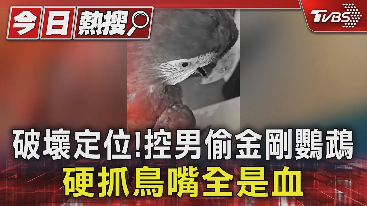 放風遇劫!「25萬金剛鸚鵡」險遭偷 嘴部流血飼主怒提告