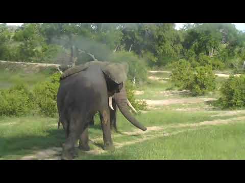 Djuma: Elephant bull drinking, then is joined by Darryl(known Elephant bull) - 16:13 - 01/18/19