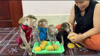 Download lagu OMG!! 4 Siblings Feel Very Over The Moon & Curious While Mom Prepare Santol Fruit For Them To Eat , mp3