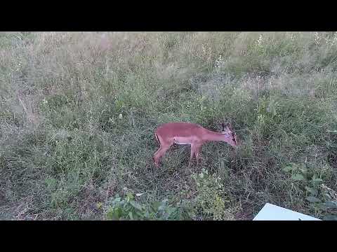 Djuma: Baboons along with actively running around Impalas and Nyalas - 17:30 - 04/11/2023