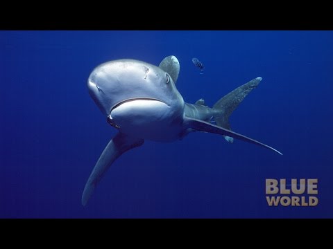 Jonathan Bird's Blue World: Oceanic Whitetip Sharks