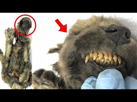 [Full Story] Scientists Find 18,000 Year Old Puppy in Ice!