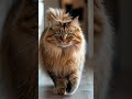 What If The Cat In The Cartoon Became A Real Cat 3 Garfield Cat Orange Maine Coon Ai