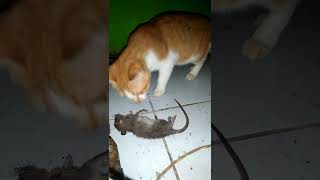 Download lagu Kucing Vs Tikus mp3