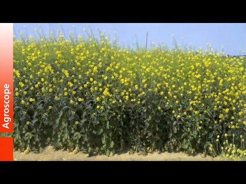 Biofumigation (english)