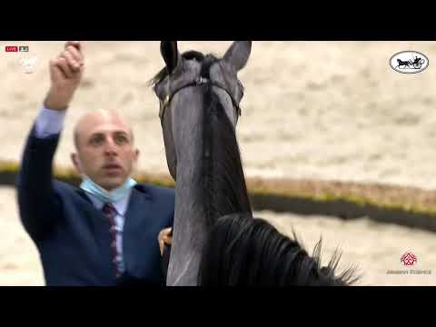 N 53 AL ARYAM ATAB   Dubai International Arabian Horse Championship 2021   Fillies 2 Years Old Class