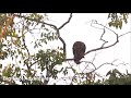 Spot Bellied Eagle Owl Video By Ayaz Hakim