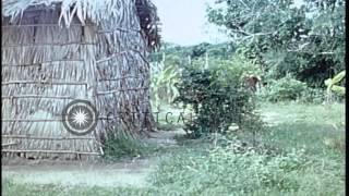 A Vietcong is shot dead by ARVN cadets as he attempts to flee during a simulated ...HD Stock Footage