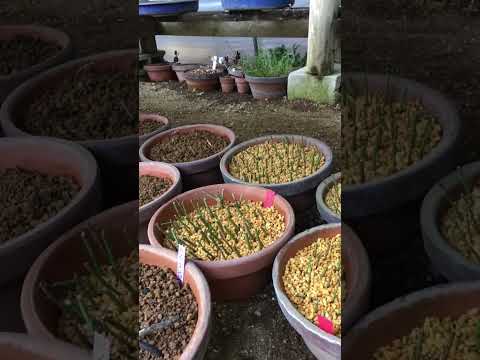 盆栽の育て方は形に関する重要なアドバイスではありません