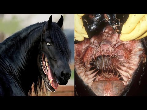 , title : '25 Deadliest Animal Mouths That Will Give You Chills!'