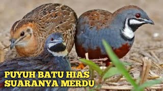 Download lagu Burung puyuh batu hias gacor suaranya sangat merdu mp3 Download lagu Burung puyuh batu hias gacor suaranya sangat merdu mp3