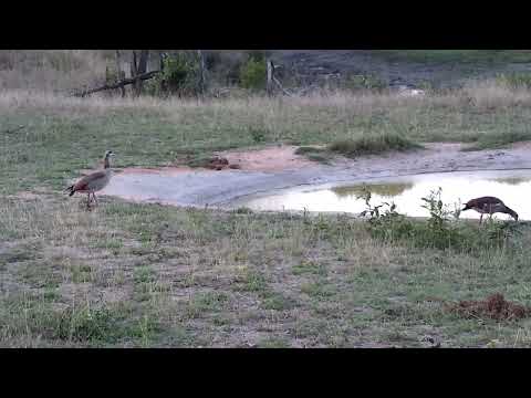 Djuma: Egyptian Goose family at the pan - 17:43 - 09/30/2022