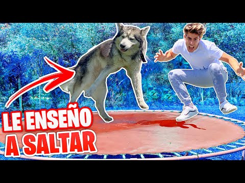 ENSEÑO A MI PERRO ODIN A SALTAR EN LA CAMA ELASTICA !!