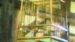 Download lagu King merbak lilin mp3