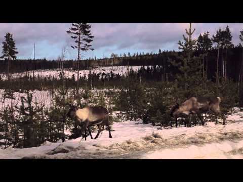 2015 FIM Snowcross World Championship Älvsbyn Sweden Postcard