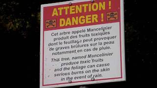 Toxic fruits and tree : Mancelinier