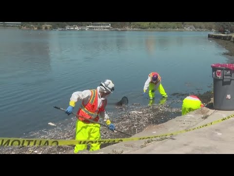 Clean-up of mass fish die-off at Oakland's Lake Merritt underway