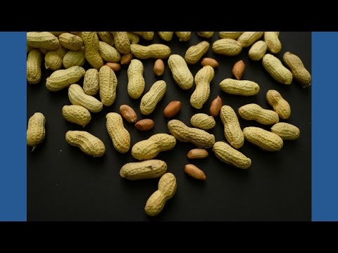 Guidance to feed babies peanuts helped thousands of kids avoid allergies, new study finds
