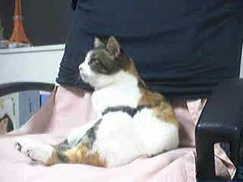 mike tora diary 2006-10-23