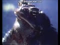 Sesame Street Frog On Film Castilian Spanish