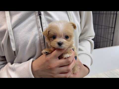 YouTube動画のサムネイル