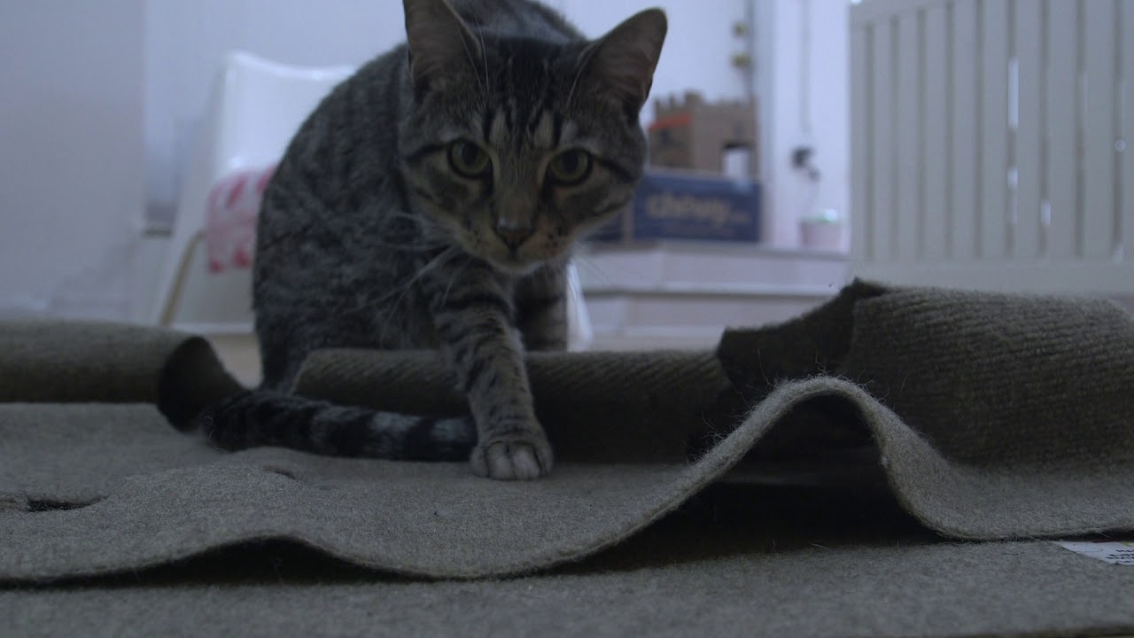 A Day at the Cat Cafe