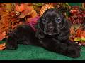 Cocker Spaniel dogs for sale: AKC Sugar Chocolate American Cocker Spaniel Puppy - Video 1