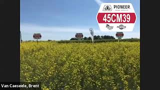 Pioneer Protector® Canola Hybrid 45CM39