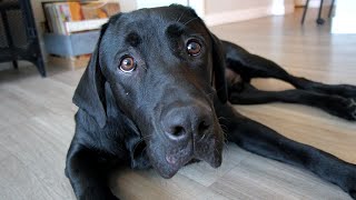 LABRADOR PLAYS HIDE AND SEEK!!