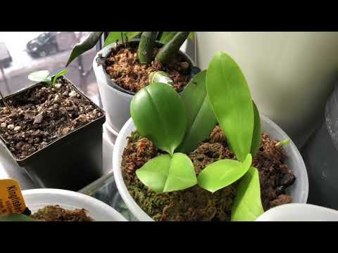 Orchid Grow Areas, LED grow lights, and a general update