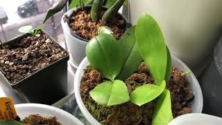 Orchid Grow Areas, LED grow lights, and a general update