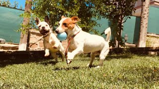 Pet Okulu Köpek Eğitimi ve Köpek Oteli İstanbul!
