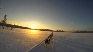 preview picture of video 'Husky training in Paljakka Finland in HD'