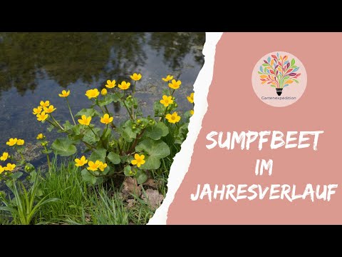 Sumpfbeet im ersten Jahr: Realistische Entwicklung & Dynamik statt Hochglanz-Illusion