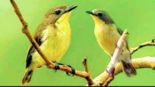 Download lagu suara pikat remetuk laut betina panggil jantan ampuhhh... mp3 Download lagu suara pikat remetuk laut betina panggil jantan ampuhhh... mp3