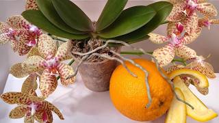 Real treasure for ORCHIDS! Give this once a month and even the weakest will thrive! 🌺🌿