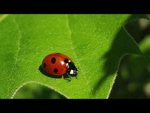 Mariehønen Evigglad